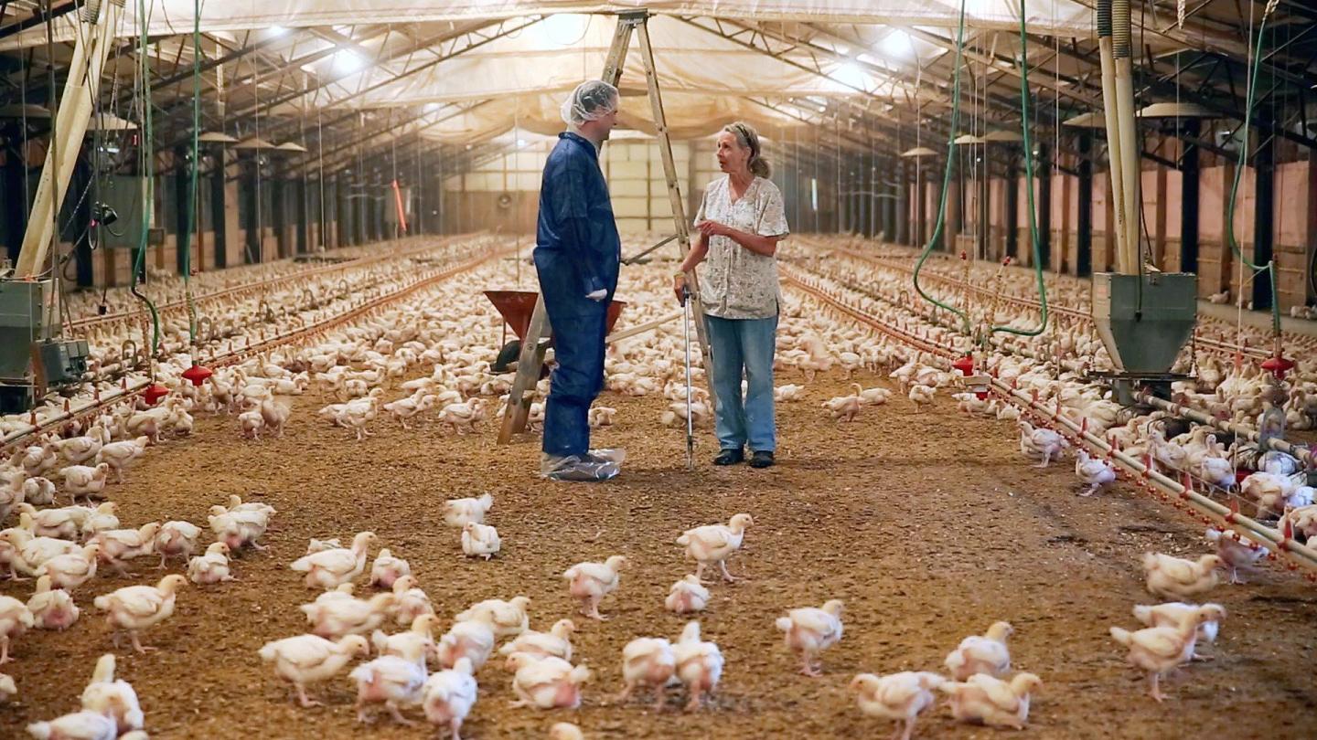 Diet of a Chicken Scientific, Sustainable but Not Simple Tyson Foods